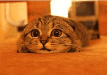 密集恐惧症不谨慎看到了怎么办,密集恐惧症的最可怕瞬间