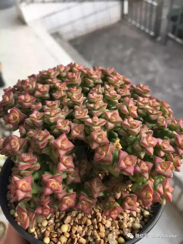 吾家有女初长成全文小说,吾家有女初长成小说精彩阅读