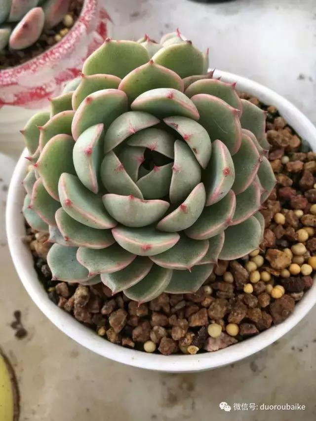 吾家有女初长成全文小说,吾家有女初长成小说精彩阅读