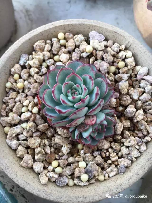 吾家有女初长成全文小说,吾家有女初长成小说精彩阅读