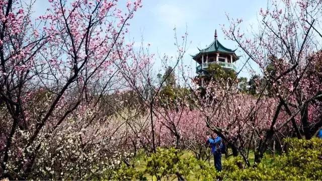 常州景区半价活动,女神节附近有免门票的景点吗