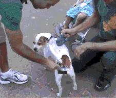 小区很多野狗,小区到处都是狗粑粑谁来管