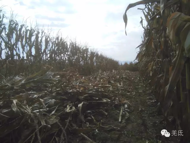 怀念故乡往日时光图片,怀念过去家乡的视频