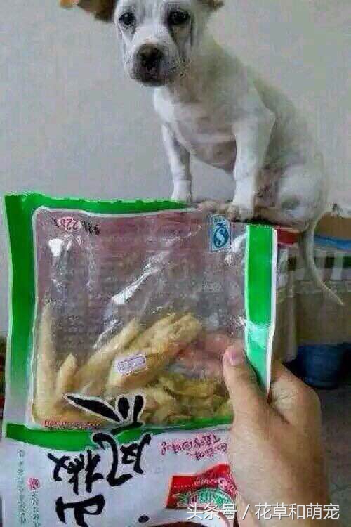 主人骗小狗给大狗吃骨头,主人骗狗狗吃馒头结果拿出鸡肉