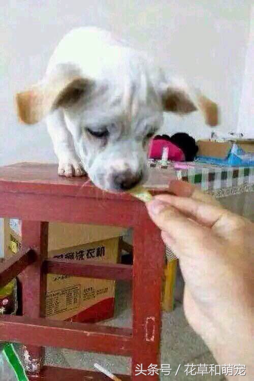 主人骗小狗给大狗吃骨头,主人骗狗狗吃馒头结果拿出鸡肉