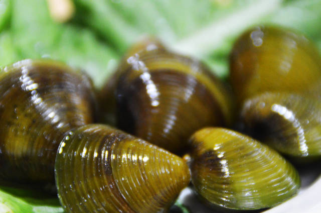 横琴黄沙蚬,珠海斗门上横黄沙蚬