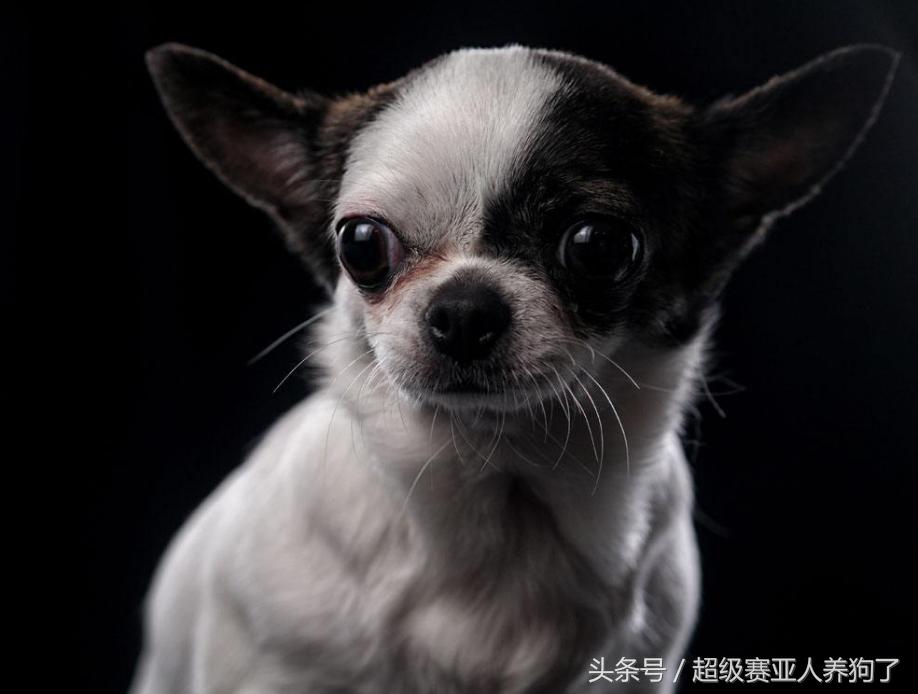 狗狗除螨虫的最佳方法,狗狗身上有螨虫用圣露薇可以吗