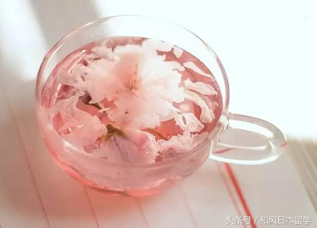 樱花季带你去日本看最美的樱花,日本观赏樱花地点有哪些