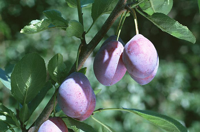 乌梅丸治口干便秘,乌梅丸治腹泻疑难杂症案例