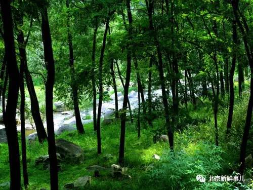 北京最美赏花公园在哪,北京赏花公园景点推荐