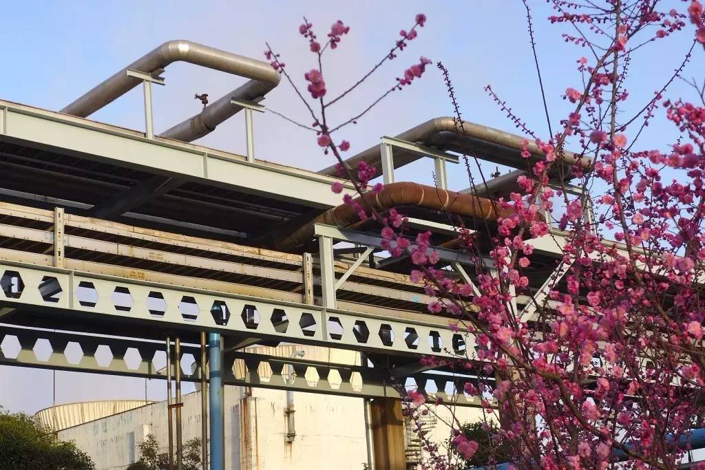 印象渭南：情寄雪梅