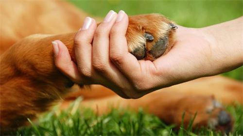 德牧两条后腿无法走路，完全不能使力