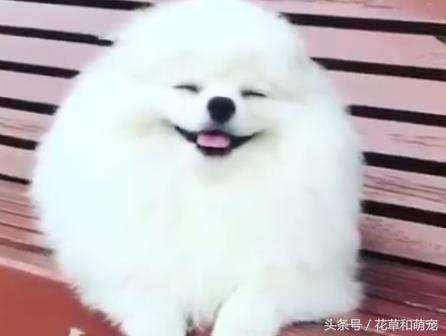 为什么博美狗老是睡觉,博美狗狗有多聪明