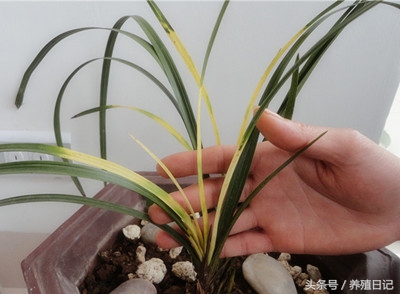 金边兰花叶子发黄发干怎么回事,小桃红兰花叶子发黄和盆小有关吗