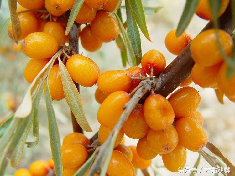 沙棘的故事和相关历史记载,黄金沙棘小镇的故事