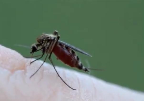 可以吸脂肪的蚊子是真的吗,蚊子抽脂肪吗