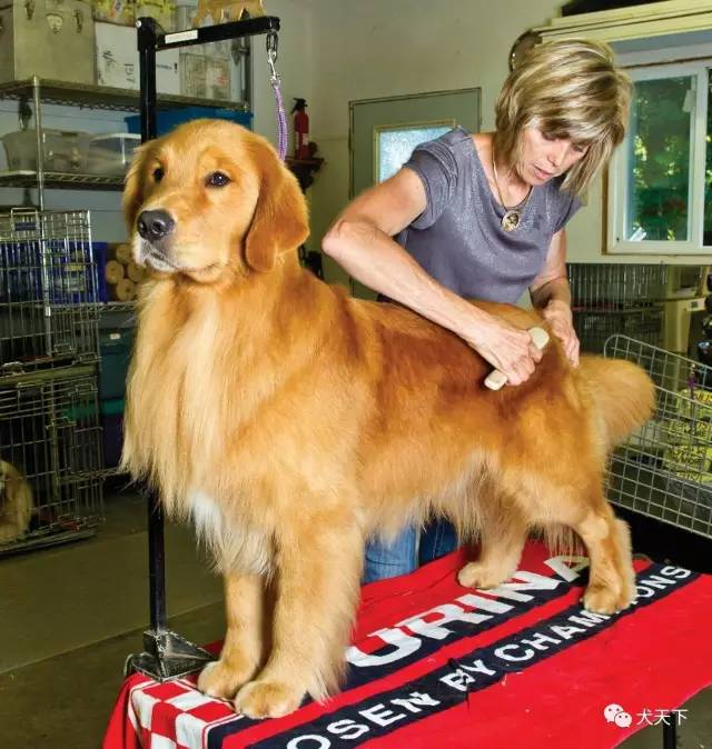 殿堂人物：采访美国金毛领军人物—TonyaStruble