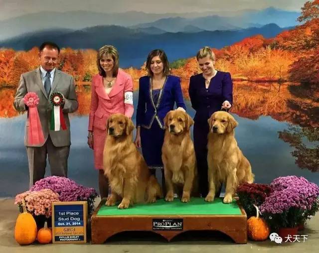 殿堂人物：采访美国金毛领军人物—TonyaStruble