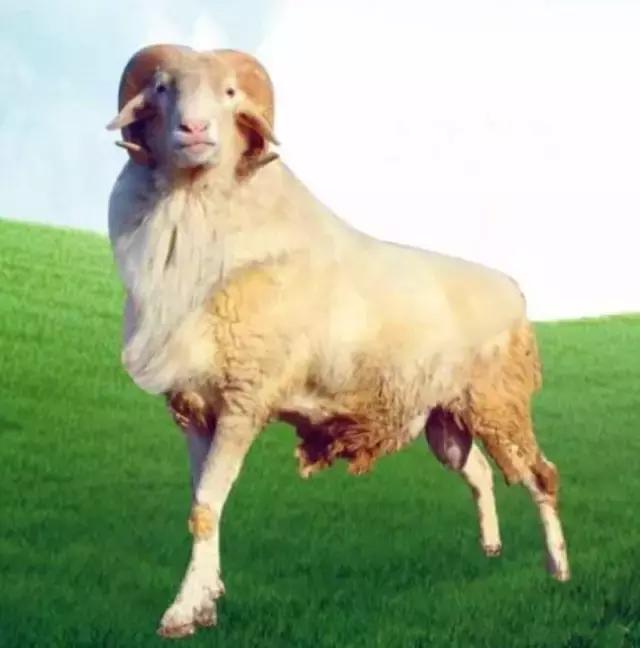 肉羊养殖哪些品种比较好,我国北方最小的肉羊品种