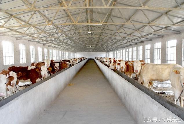 牛犊倒生死亡是什么原因,牛犊倒生为什么会死