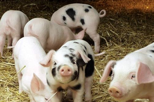 猪食盐中毒解救方法有哪些,猪食盐中毒处方