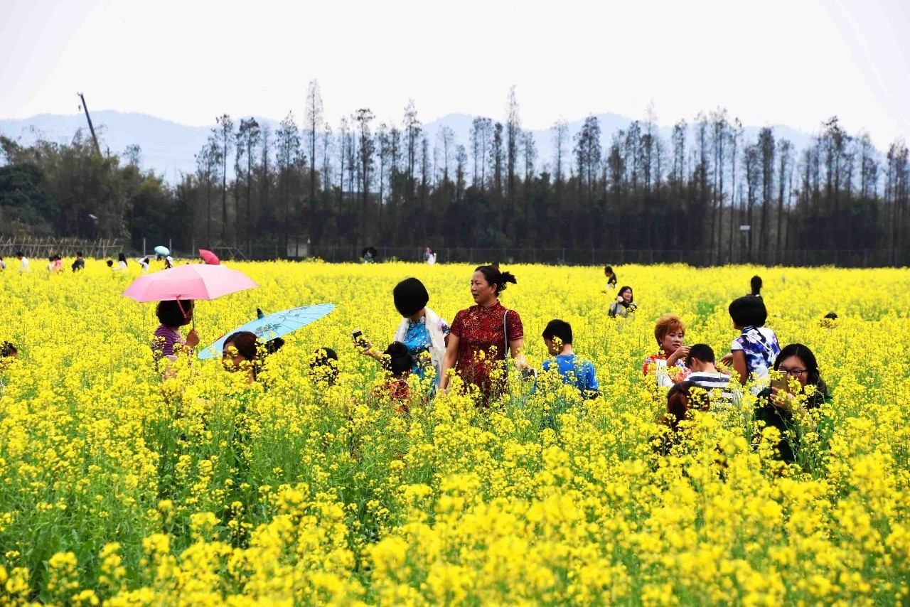 横琴黄沙蚬,珠海斗门上横黄沙蚬