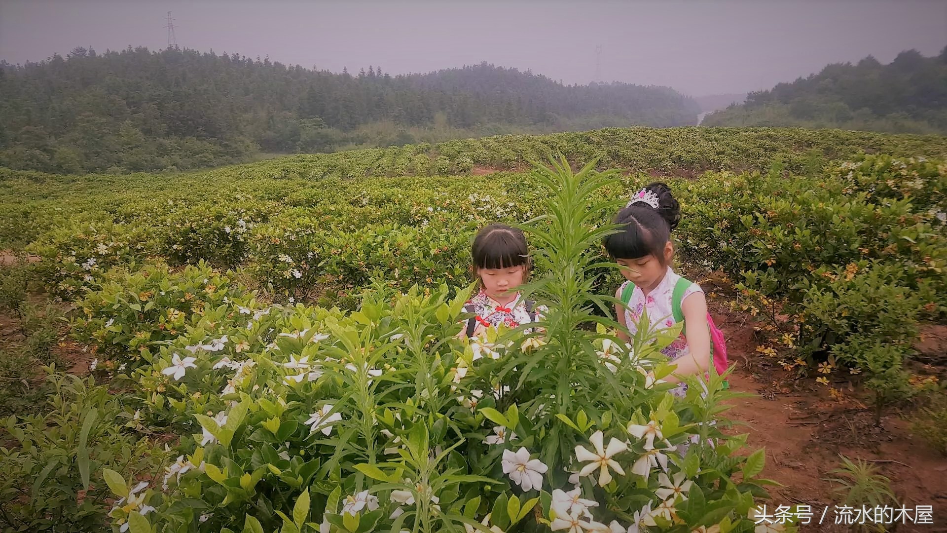 德兴黄柏最新消息,德兴黄柏火灾新闻