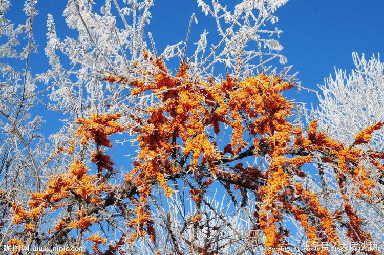 沙棘的故事和相关历史记载,黄金沙棘小镇的故事