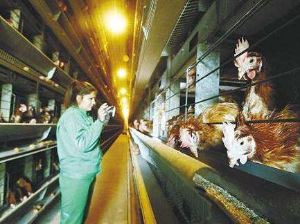 禽流感h7怎么治疗,h7n9禽流感气温