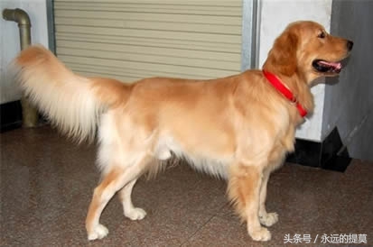 完美宠物有限公司,欢乐宠物金毛