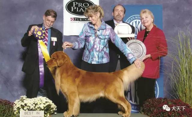 殿堂人物：采访美国金毛领军人物—TonyaStruble