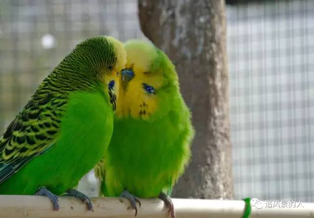 童年回忆兔八哥完整版,瘸腿鹦鹉的故事