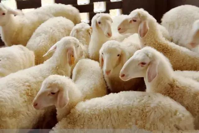 肉羊养殖哪些品种比较好,我国北方最小的肉羊品种