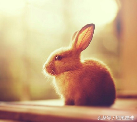 出门遛猫关注事项,外出遛猫有哪些关注事项