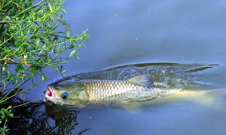 野钓调漂找底的最佳方法,野钓精确找底调漂视频