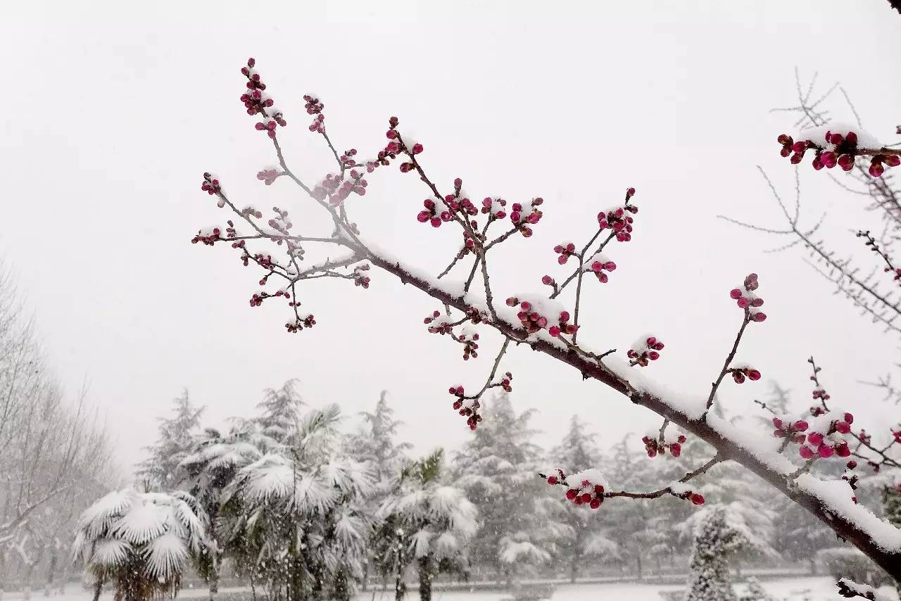 印象渭南：情寄雪梅