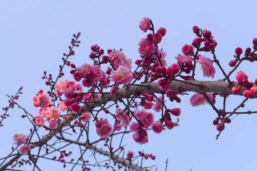 印象渭南：情寄雪梅