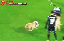 欧洲足球赛球员发挥欠佳，两只拉布拉多看不下去了，闯入球场