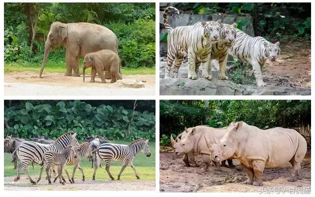 广州长隆国际马戏城游玩攻略,长隆动物世界马戏票