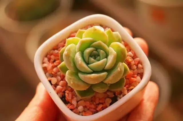 肉锥多肉刚栽上多久浇水,多肉浇水的时候漏水怎么办