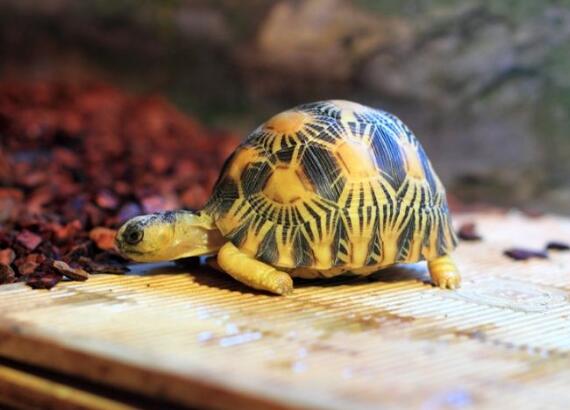 印度星龟广州陆龟,印度星斑陆龟