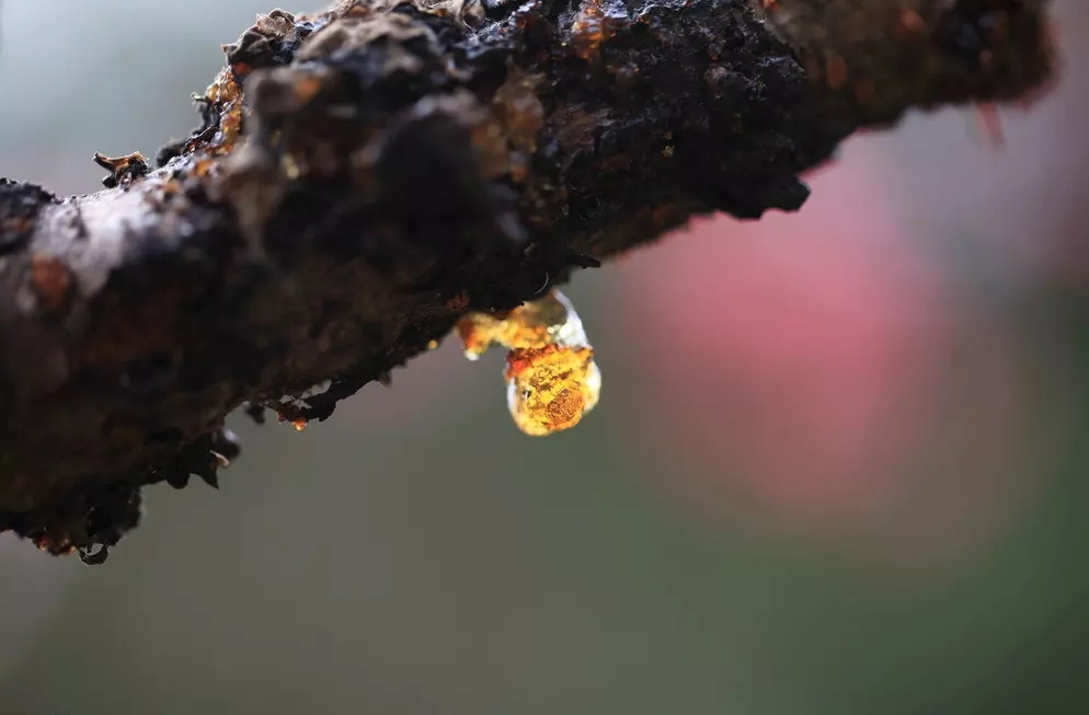 它被叫做美人泪，是桃树分泌的树脂，竟然可以稳血糖，降血脂