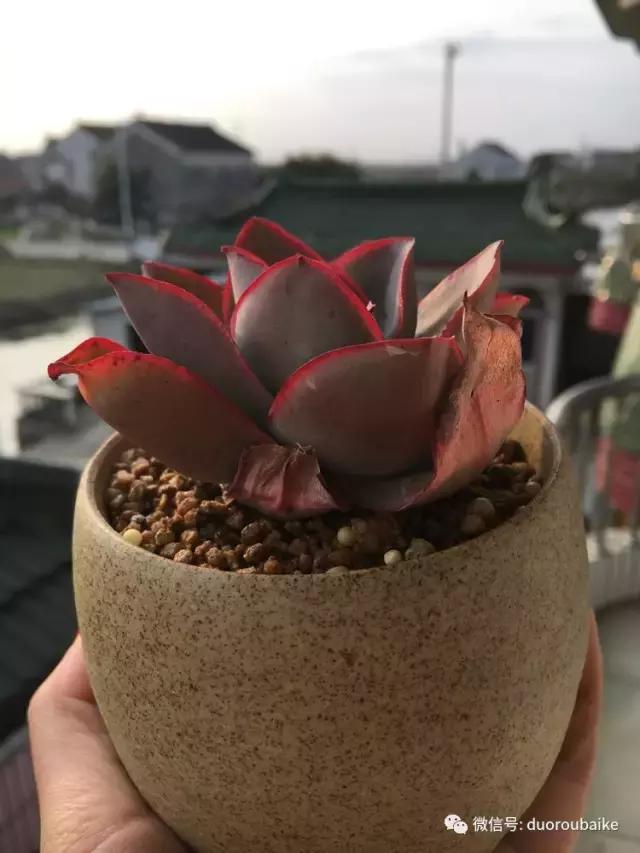 吾家有女初长成全文小说,吾家有女初长成小说精彩阅读