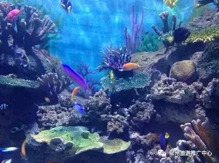 常州景区半价活动,女神节附近有免门票的景点吗