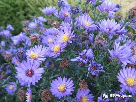 这13种开紫色花的花卉你认识几种,五种常见蓝色花