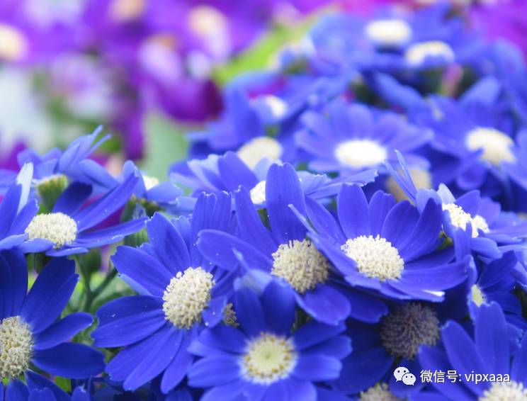 这13种开紫色花的花卉你认识几种,五种常见蓝色花