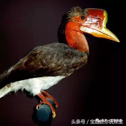 猛犸象现在真的灭绝了吗,猛犸象已灭绝为什么还有猛犸象牙