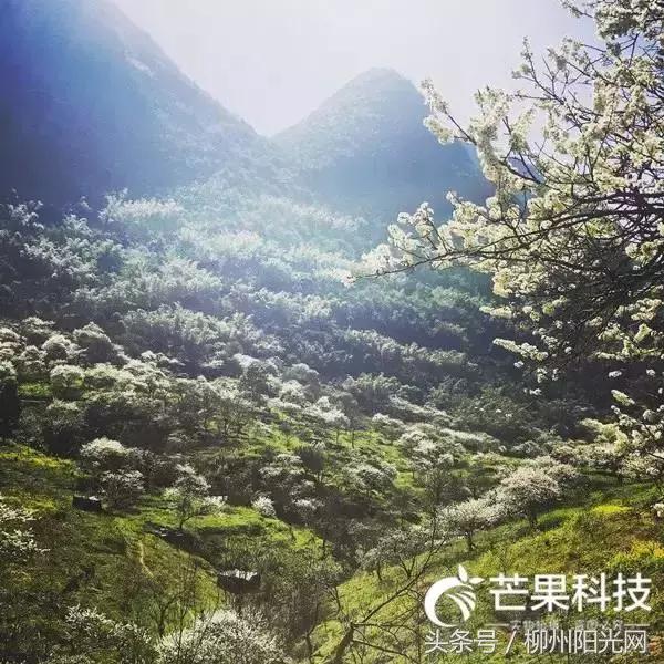 柳州美景樱花谷,柳州的花海美景