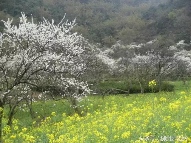 柳州美景樱花谷,柳州的花海美景