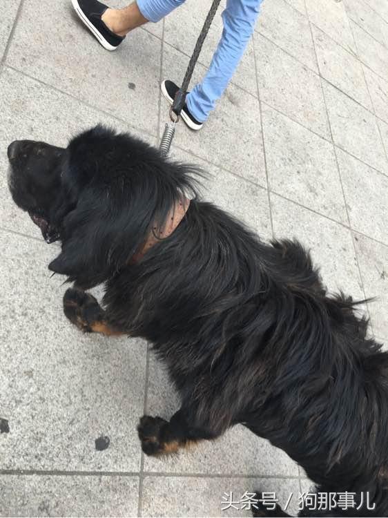 藏獒是不是对主人很温顺,藏獒忠诚护主吗